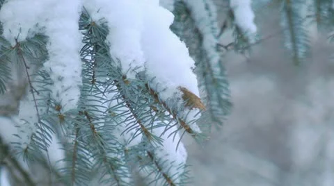 Blue spruce Video stock 16337490