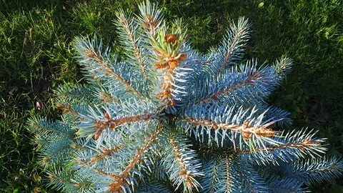 Blue spruce Stock Footage 88997328