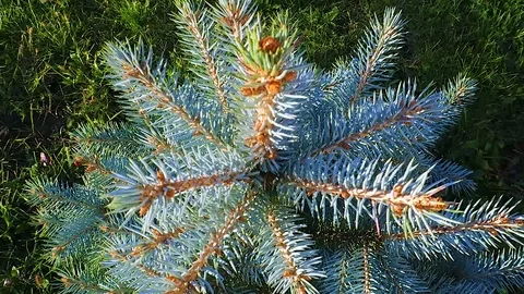 Blue spruce Stock Footage 88997474