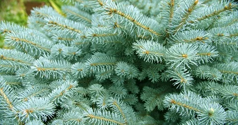 Blue spruce Stock Footage 112951605