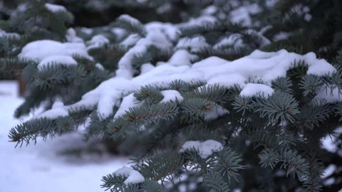 Blue spruce in the forest, fluffy snow on the spruce branches. Stock Footage 134869364