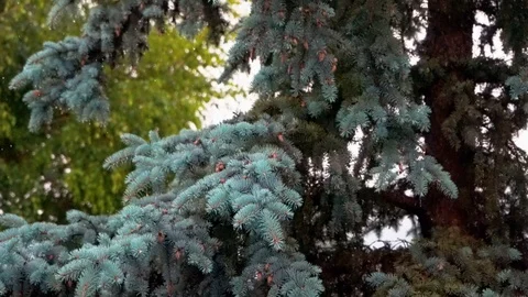 Blue spruce gets wet in the rain Stock Footage 123434568