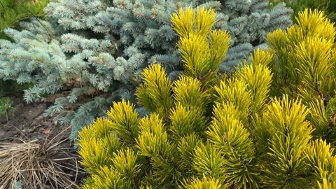 Blue spruce. Needle. Top view of the fir tree. 動画素材 259382806