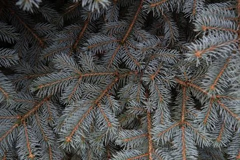 Blue spruce. Needles and branches of blue spruce close-up. Texture Stock Photos