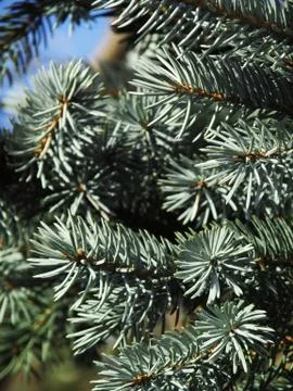 Blue Spruce Stock Photos