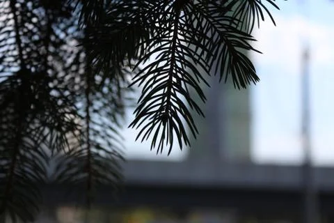Blue spruce Stock-Fotos