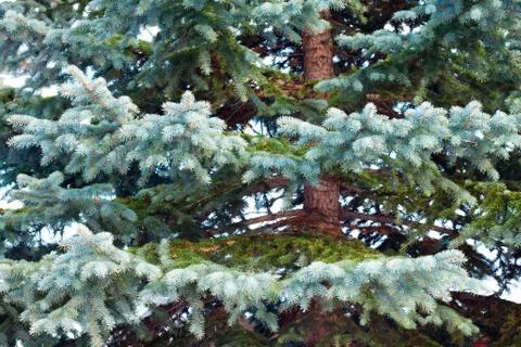 Blue spruce Stock Photos