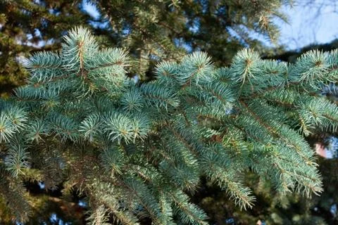 Blue spruce Stock Photos