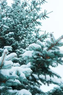 Blue Spruce Stock Photos