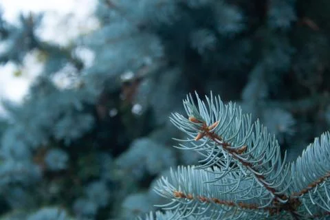 Blue spruce Stock Photos