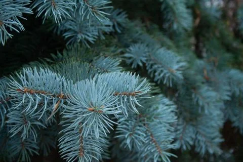 Blue spruce Stock Photos