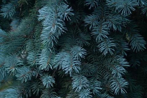 Blue spruce Stock Photos