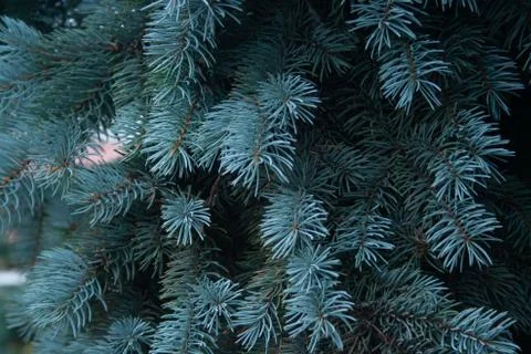 Blue spruce Stock Photos