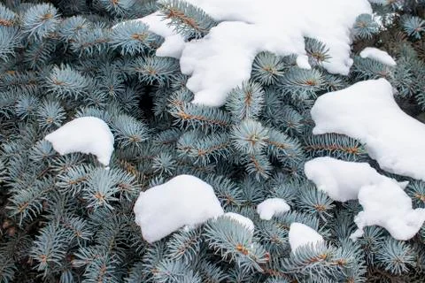 Blue spruce. Stock Photos