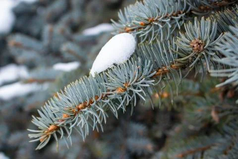 Blue spruce. Stock Photos