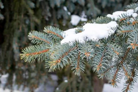 Blue spruce. Stock Photos