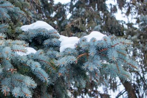 Blue spruce. Stock Photos