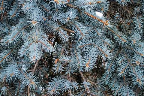 Blue spruce. Stock Photos