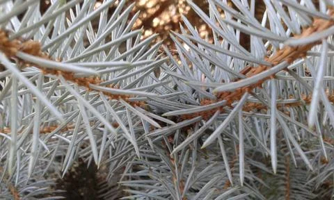 Blue spruce Stock Photos