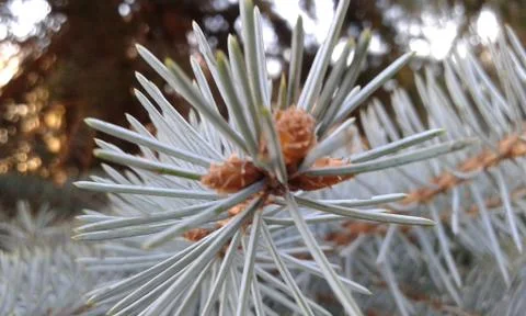 Blue spruce Stock Photos