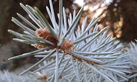 Blue spruce Stock Photos