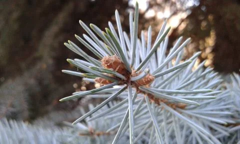 Blue spruce Stock Photos