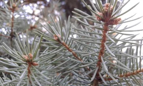 Blue spruce Stock Photos