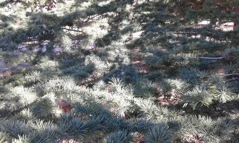 Blue spruce Stock Photos