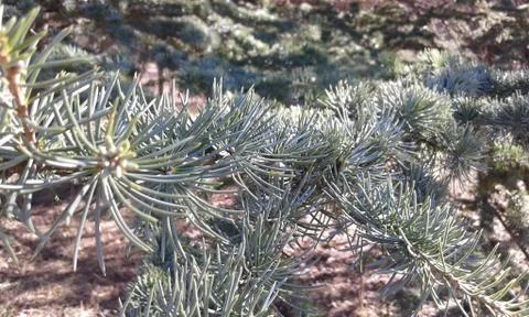 Blue spruce Stock Photos