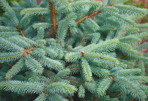 Blue spruce Stock Photos