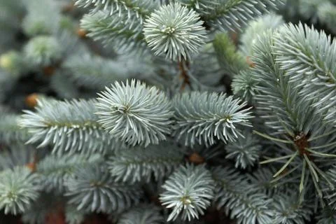 Blue Spruce Stock Photos
