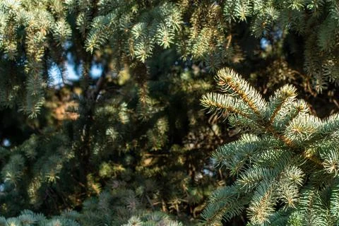 Blue spruce Stock Photos