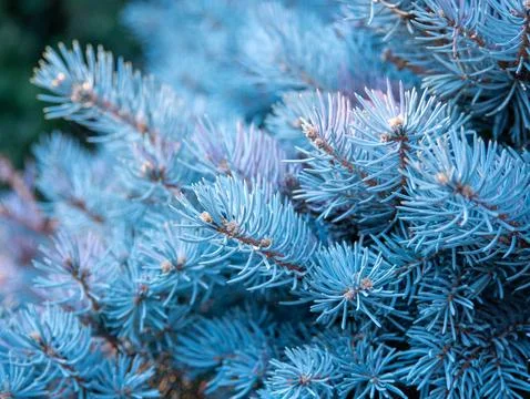 Blue spruce pine branch texture macro background Stock Photos