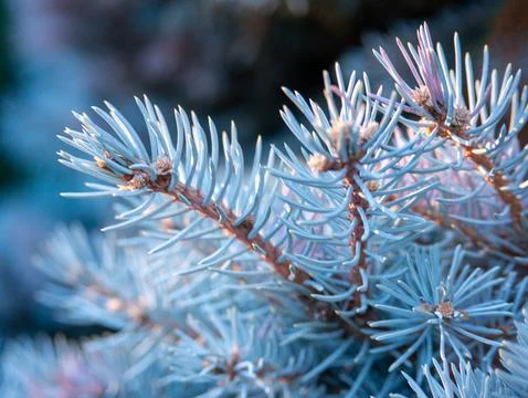 Blue spruce pine branch texture macro background 库存照片