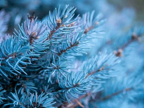 Blue spruce pine branch texture macro background Stock Photos
