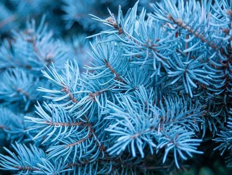 Blue spruce pine branch texture macro background Stock Photos