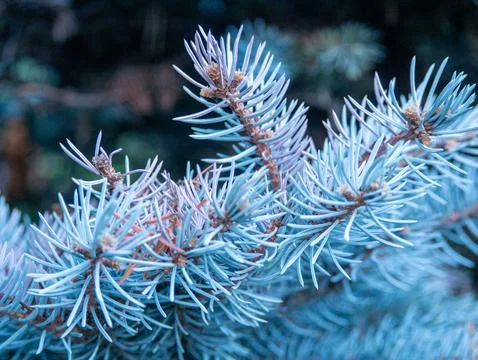 Blue spruce pine branch texture macro background Stock Photos