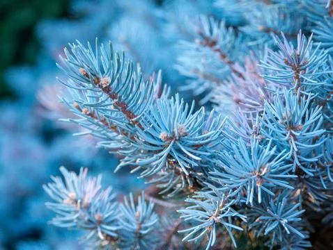 Blue spruce pine branch texture macro background Stock Photos