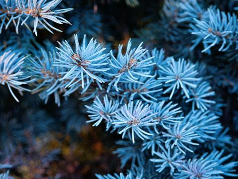 Blue spruce pine branch texture macro background Stock Photos