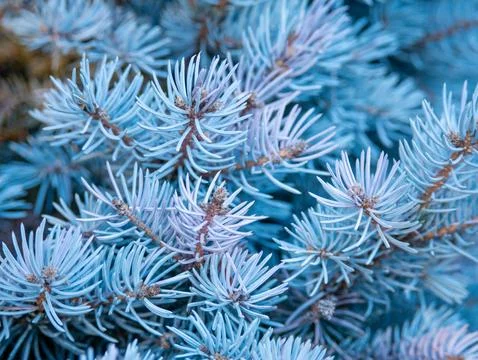 Blue spruce pine branch texture macro background 库存照片