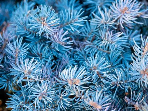 Blue spruce pine branch texture macro background Stock Photos