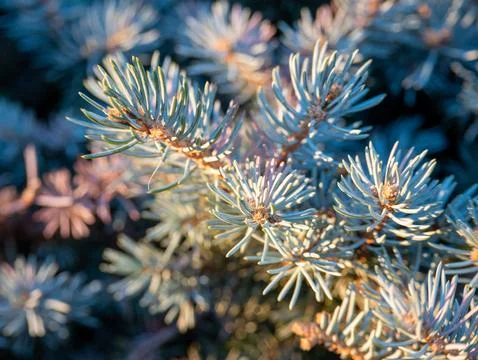 Blue spruce pine branch texture macro background Stock Photos