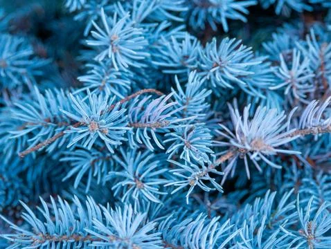 Blue spruce pine branch texture macro background Stock Photos