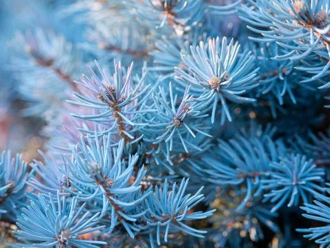 Blue spruce pine branch texture macro background Stock Photos