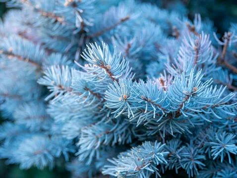 Blue spruce pine branch texture macro background Stock Photos