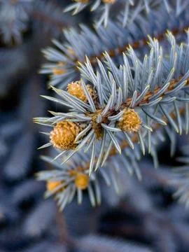 Blue Spruce Pine Branches Close-Up Stock Photos
