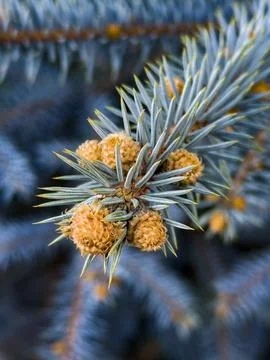 Blue Spruce Pine Branches Close-Up Stock Photos