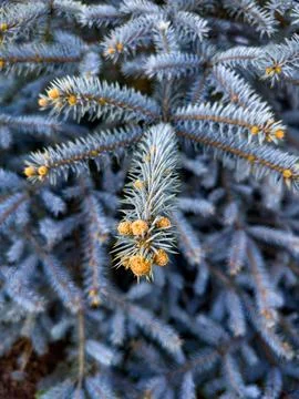 Blue Spruce Pine Branches Close-Up Stock Photos