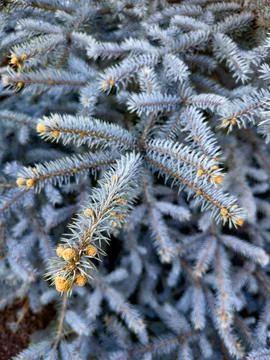 Blue Spruce Pine Branches Close-Up Stock Photos