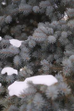 Blue spruce pine needles covered in white winter snow on a cold day Stock Photos